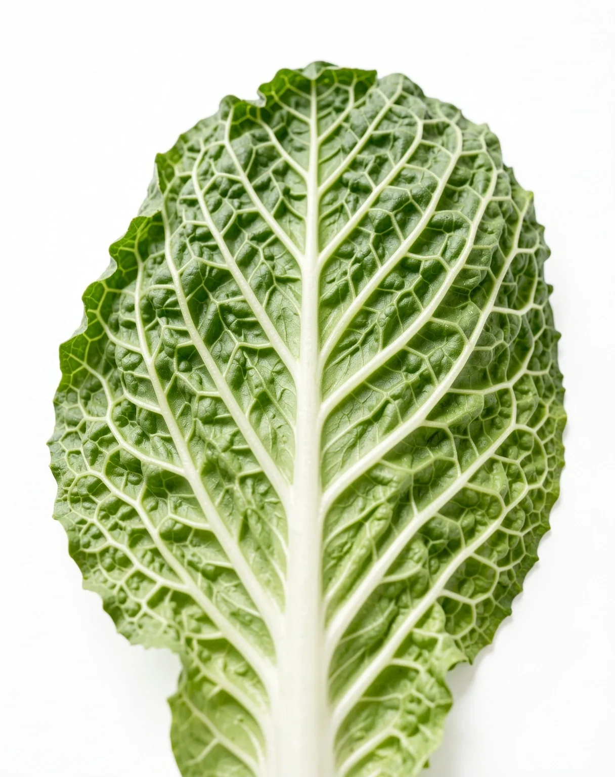 Macro botanical structure of a leafy green