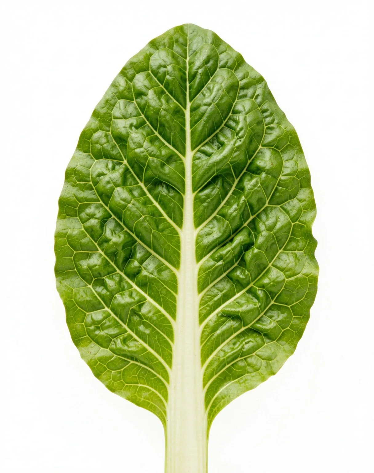 Microscopic view of plant architecture